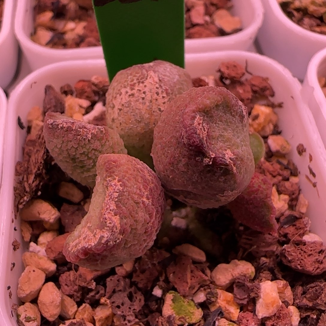 简***单编号283叶插，四方盆发