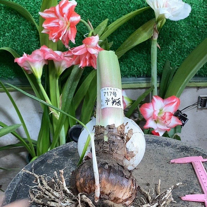 全部花朵水彩画8.5厘米带侧717号