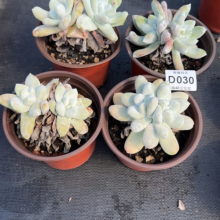 农**叔拇指仙女杯多肉植物
