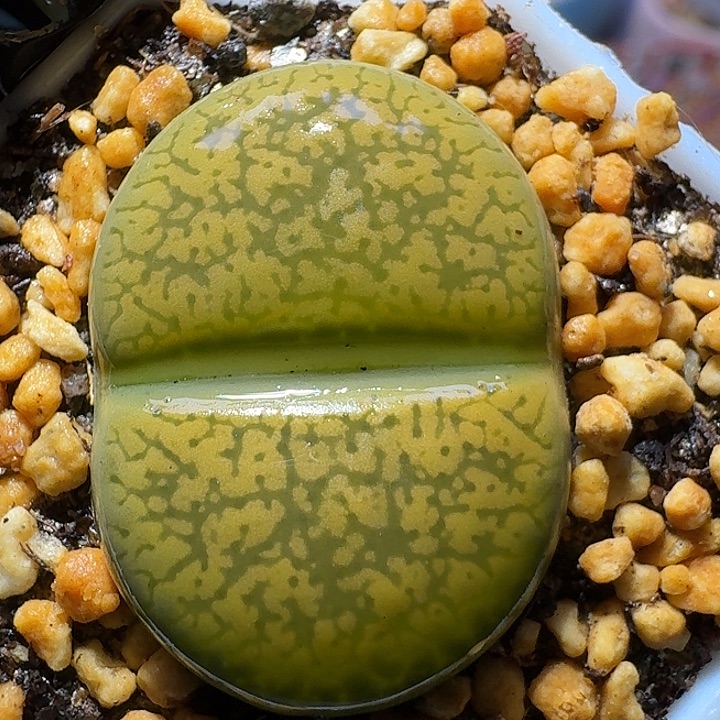 生石花2122222。   3.0左右。  215