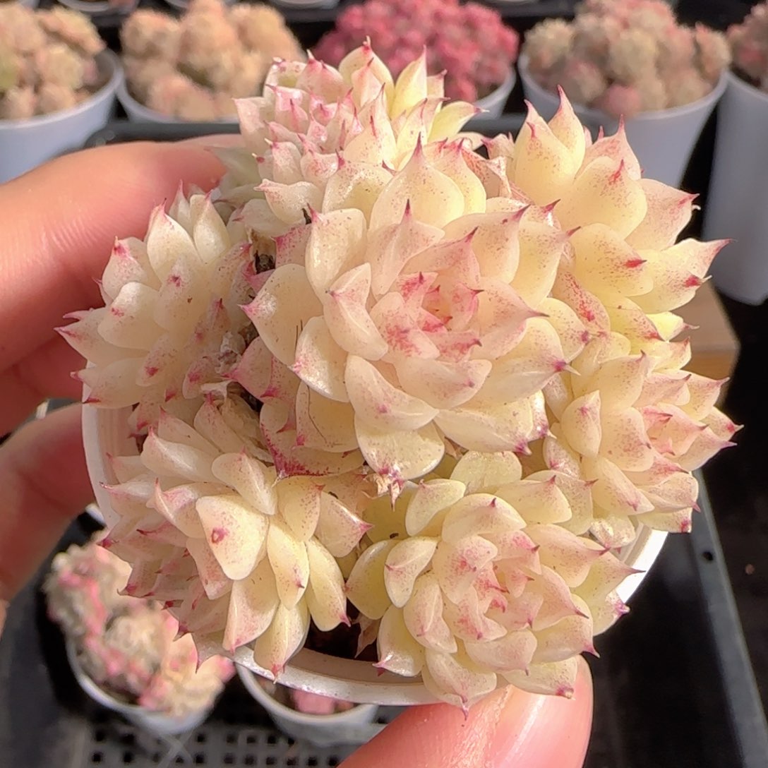 多肉1231-171小魔仙