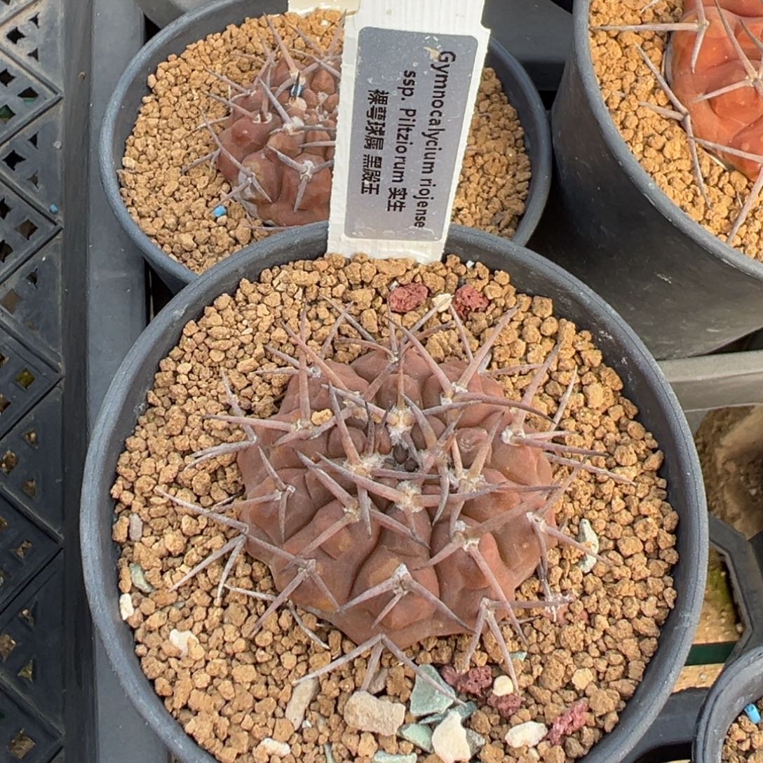 黑殿玉多肉植物带盆土130