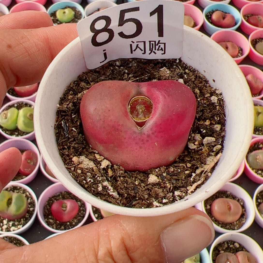 无花朵?*朵我很喜欢这个J851