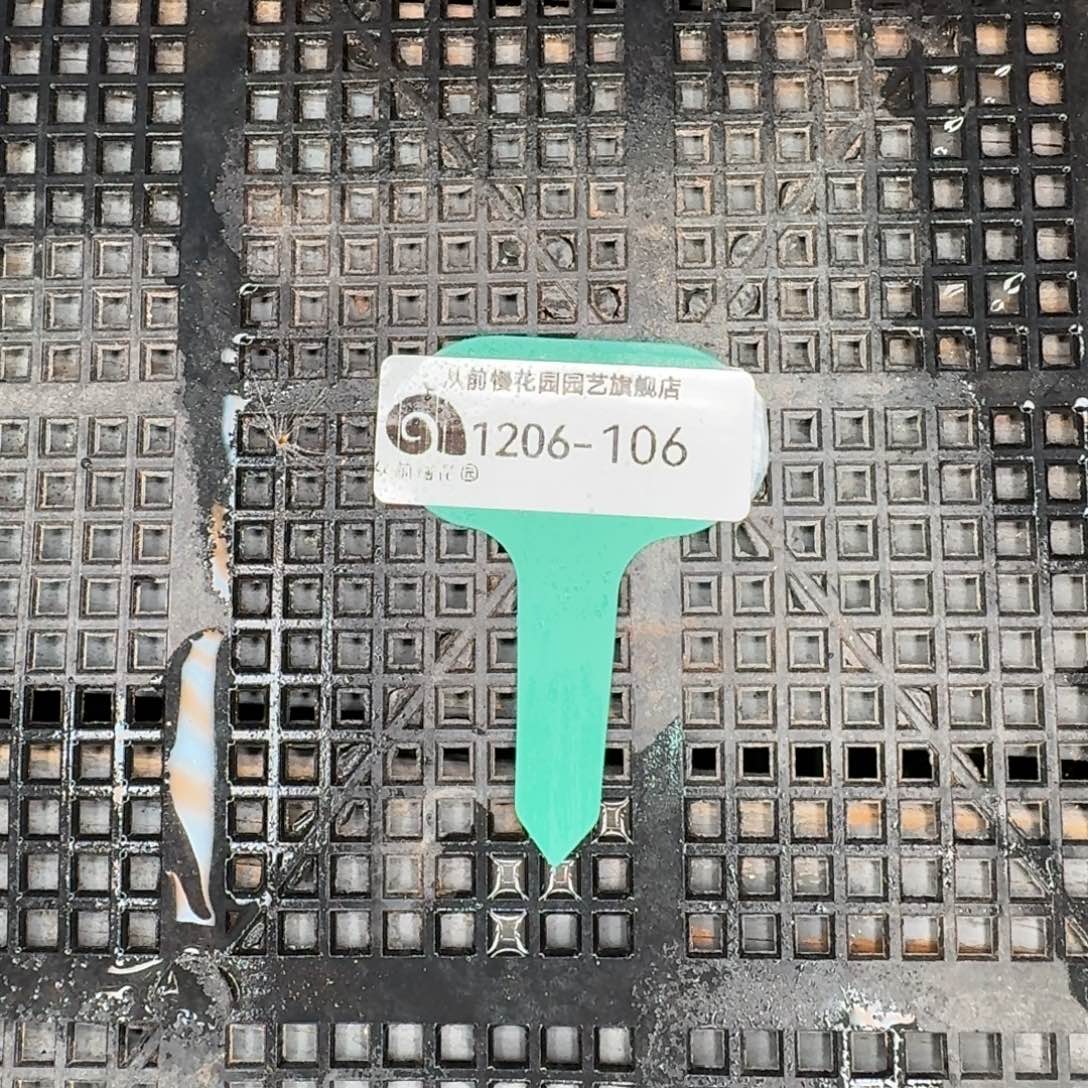 从前慢多肉精选编号1206.106