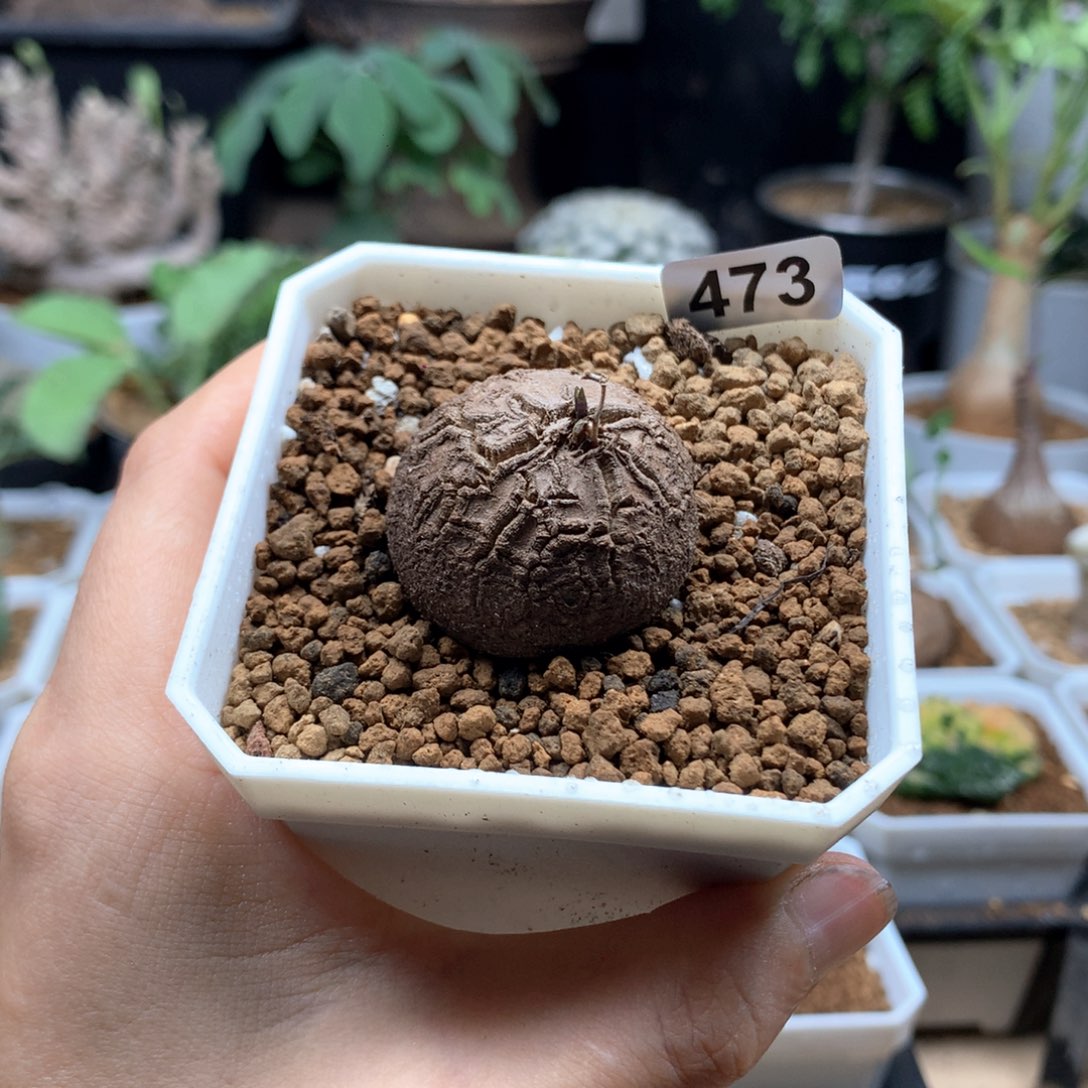 南非龟甲3.1cm带盆473