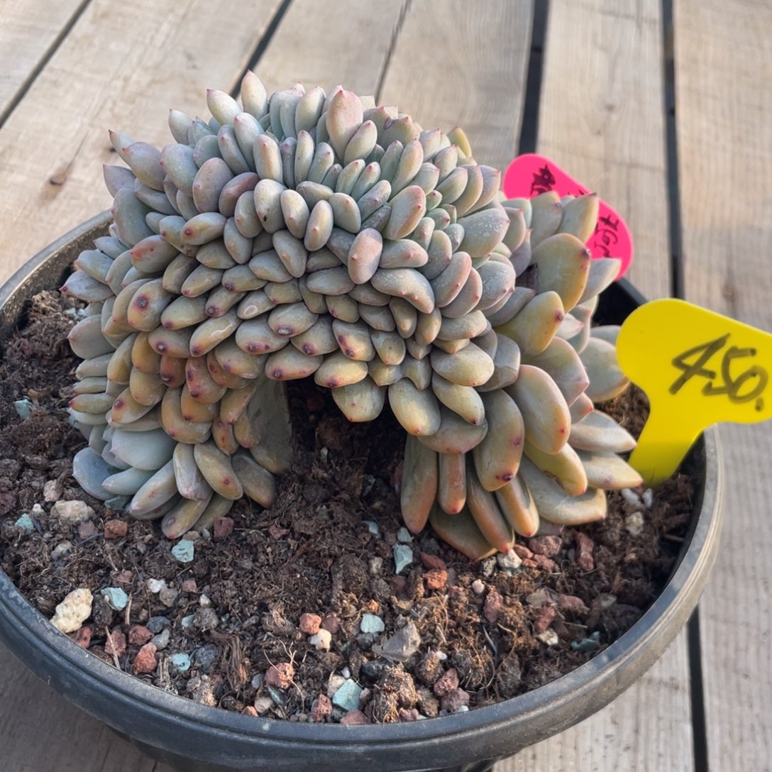 450石榴子星影费宝营专拍分期付200