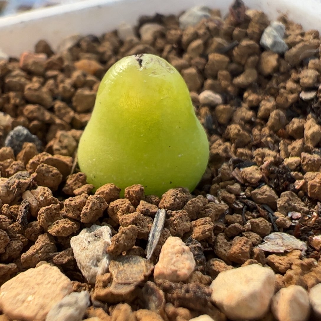 58多肉植物大葫芦