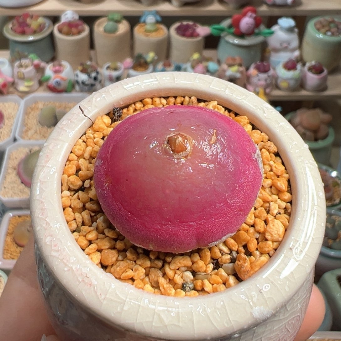 多肉植物158号灯泡