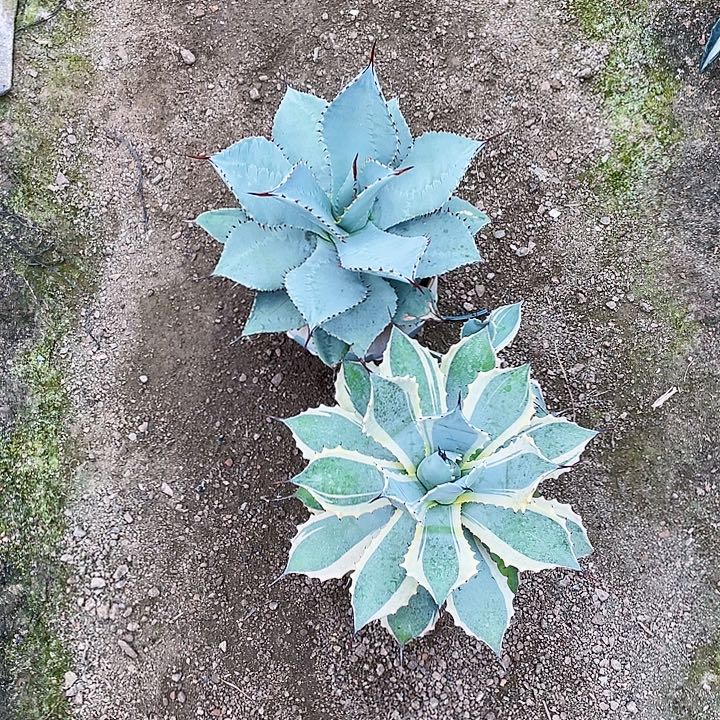 么***么完全开放龙舌兰裸根发货