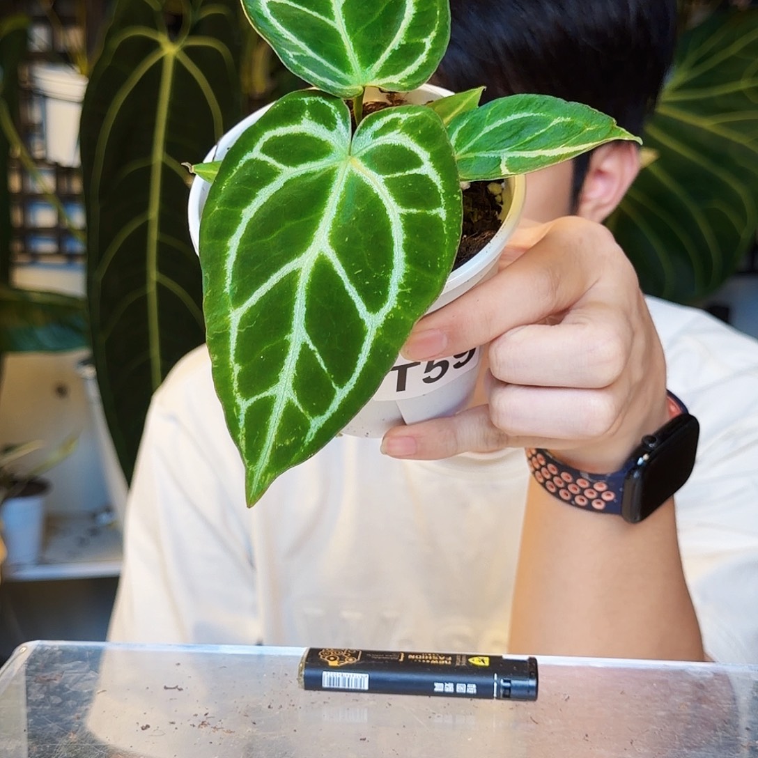 不开花植物T59  神光杂