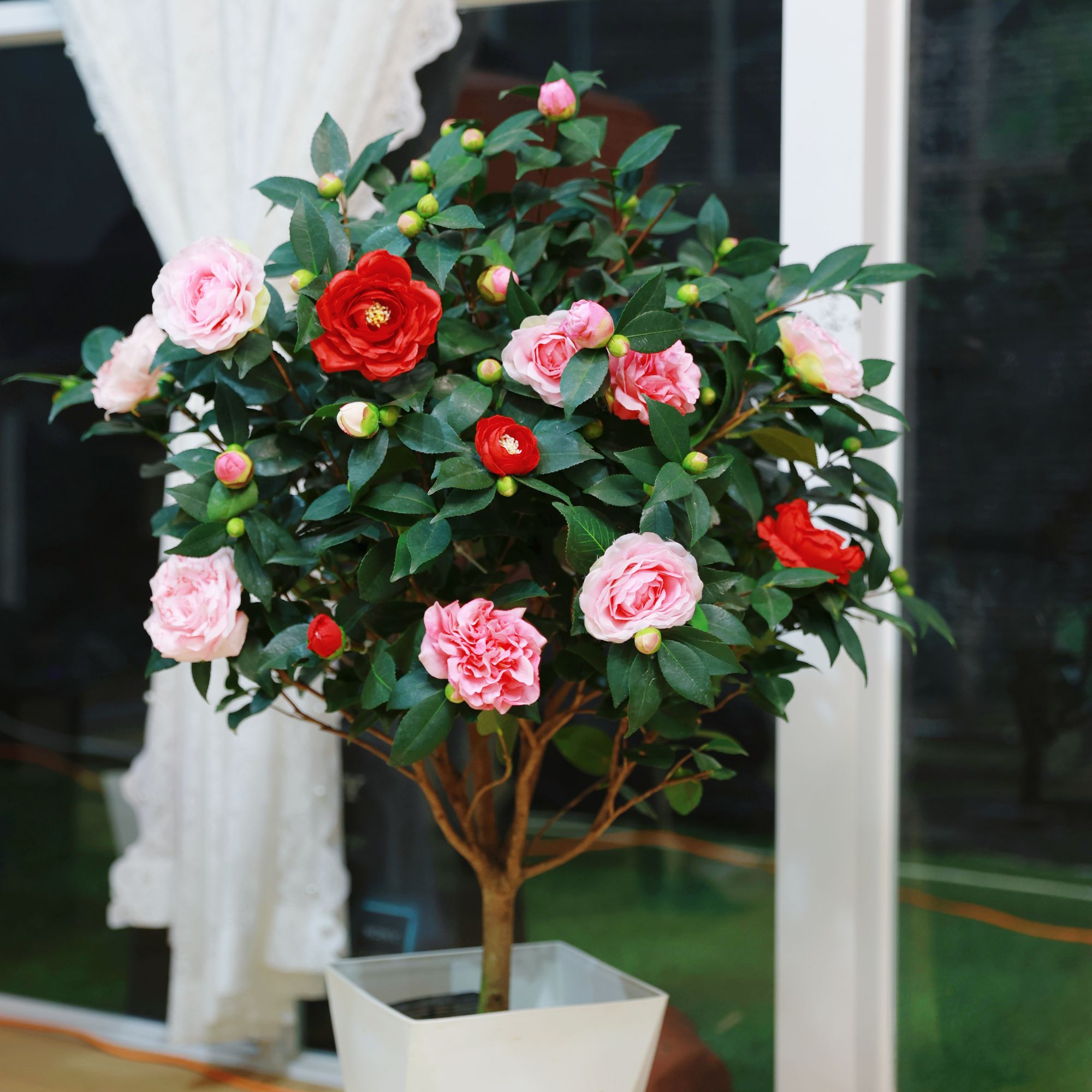 【五色赤丹】6年大苗带满头花苞发货高度70-80公分南方北方种植盆栽