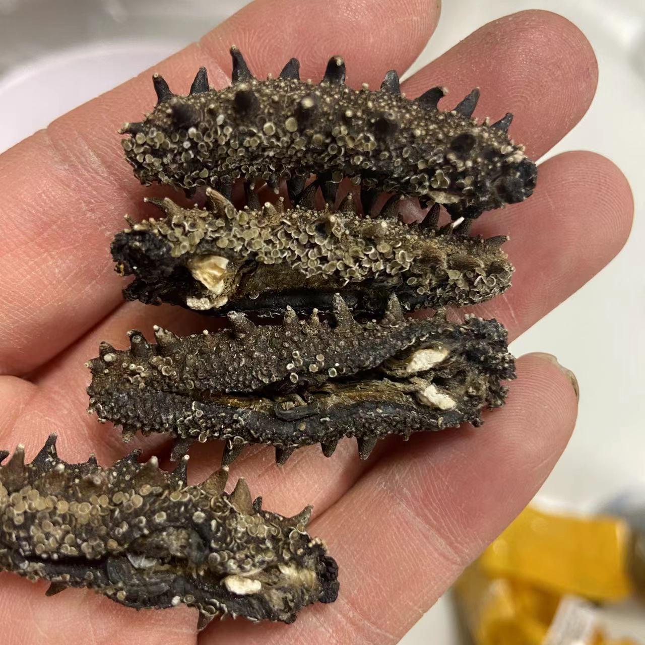 [媛媛推荐]开口淡干海参160-170头左右/500g 青岛发货包邮