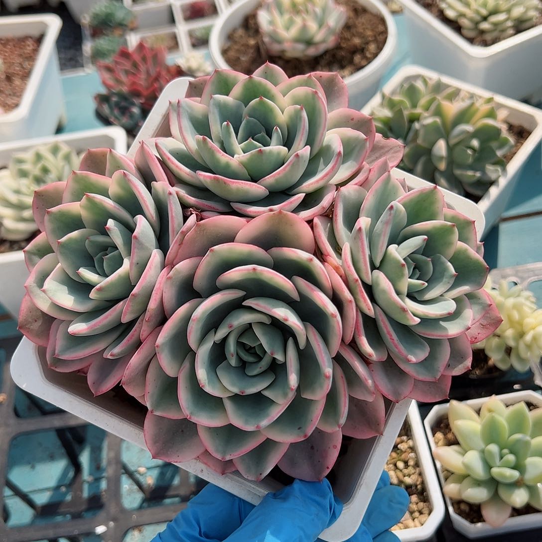 奶油黄桃锦底座，多肉植物