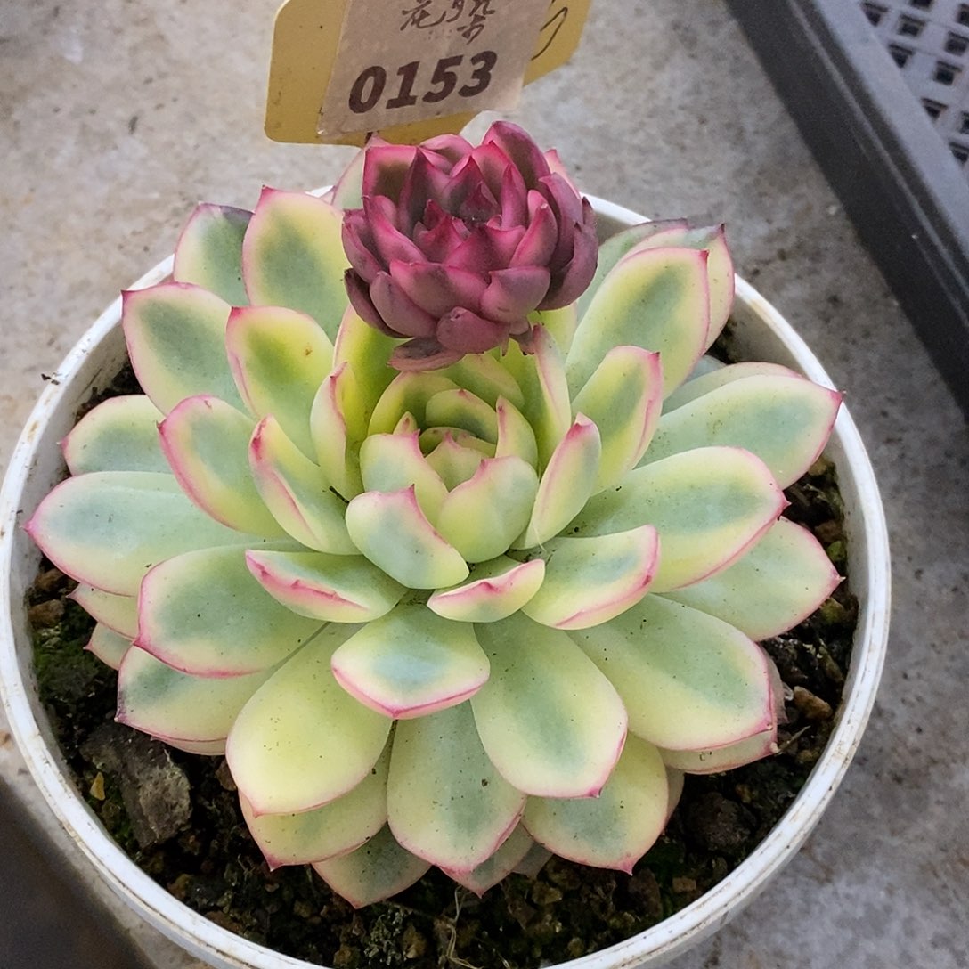 静***C同153哈哈哈哈哈哈哈哈哈