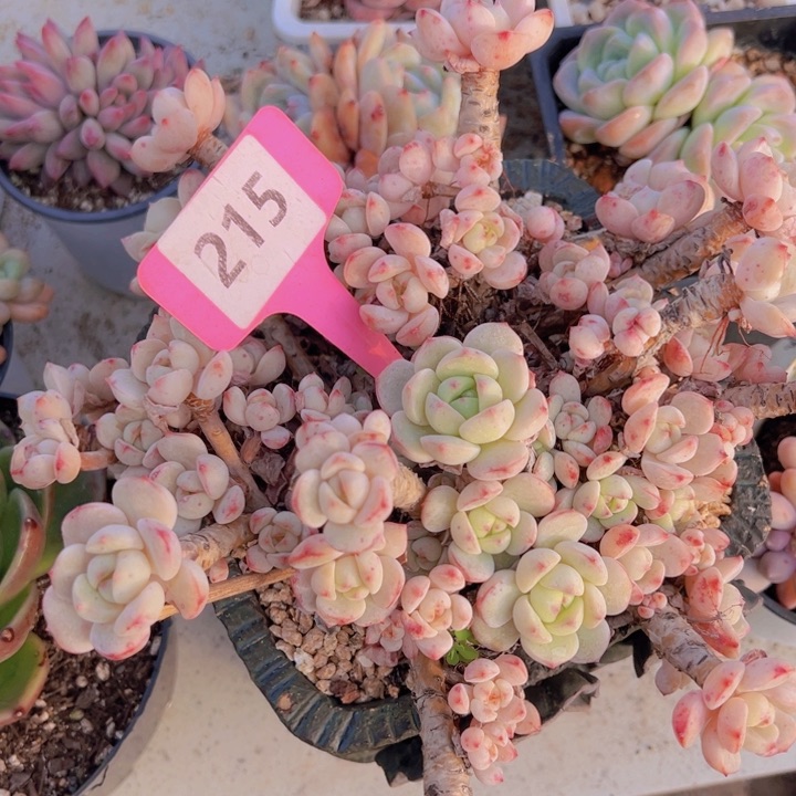 健健康康平平安安