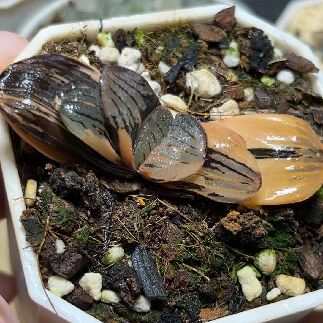 恭喜发财大吉大利940