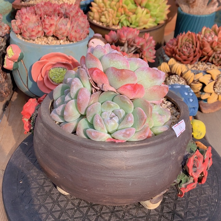 一物一拍脱土洛根发货88