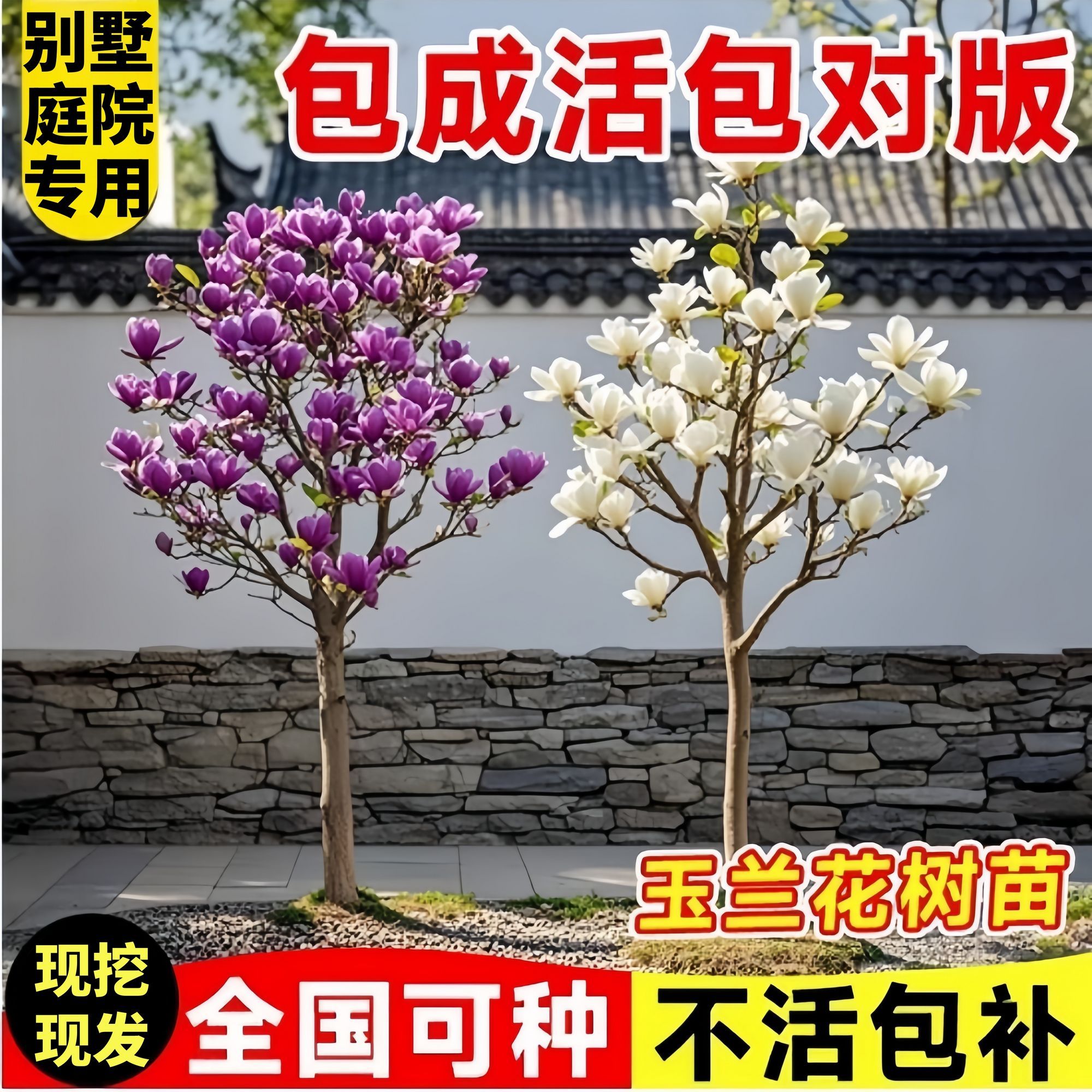 【带花苞】紫玉兰花树苗植物盆栽南北方庭院别墅精品红白黄玉兰花卉