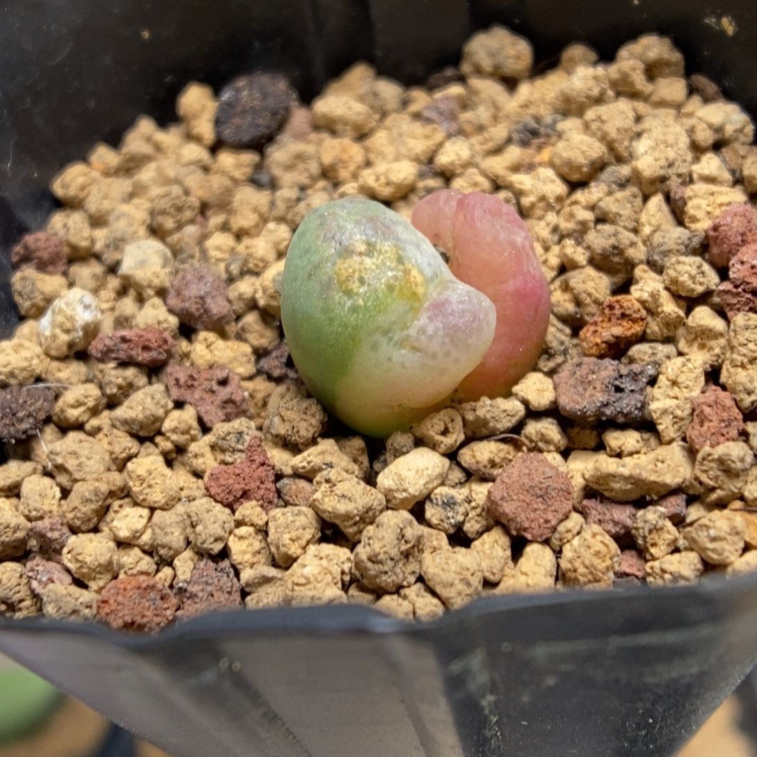 多肉植物肉锥杂交K-895（1.0）晒伤