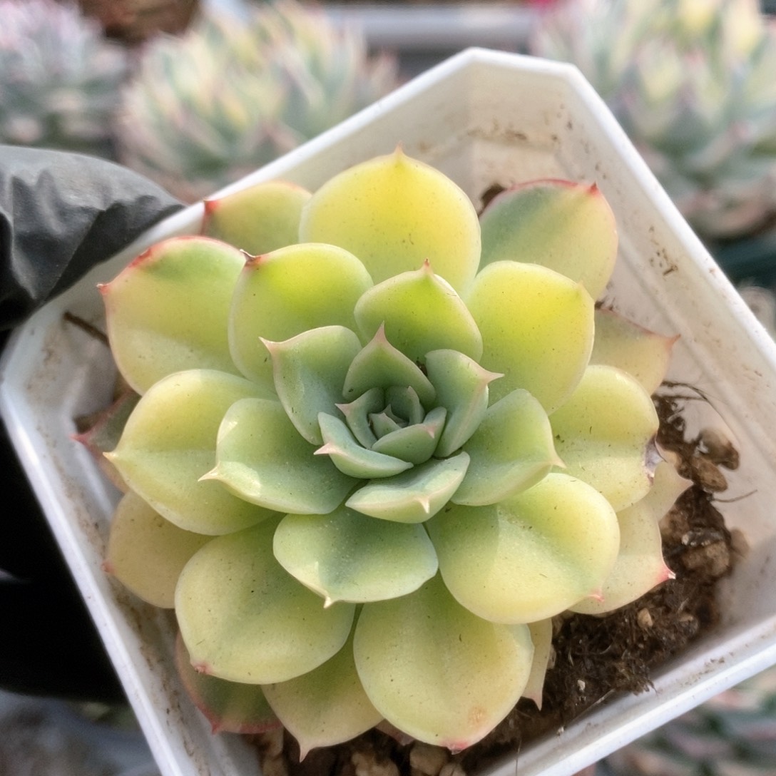 131武仙座锦锦锦锦锦