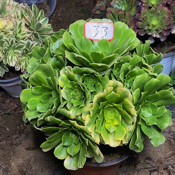 沉****五彩琉璃老桩捧花33