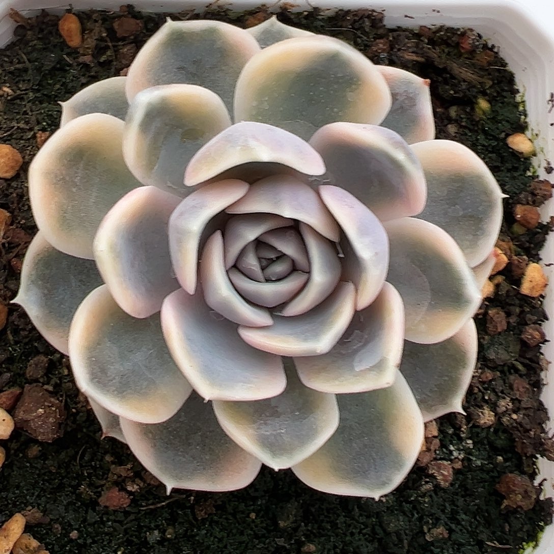 满38包邮汉堡锦多肉