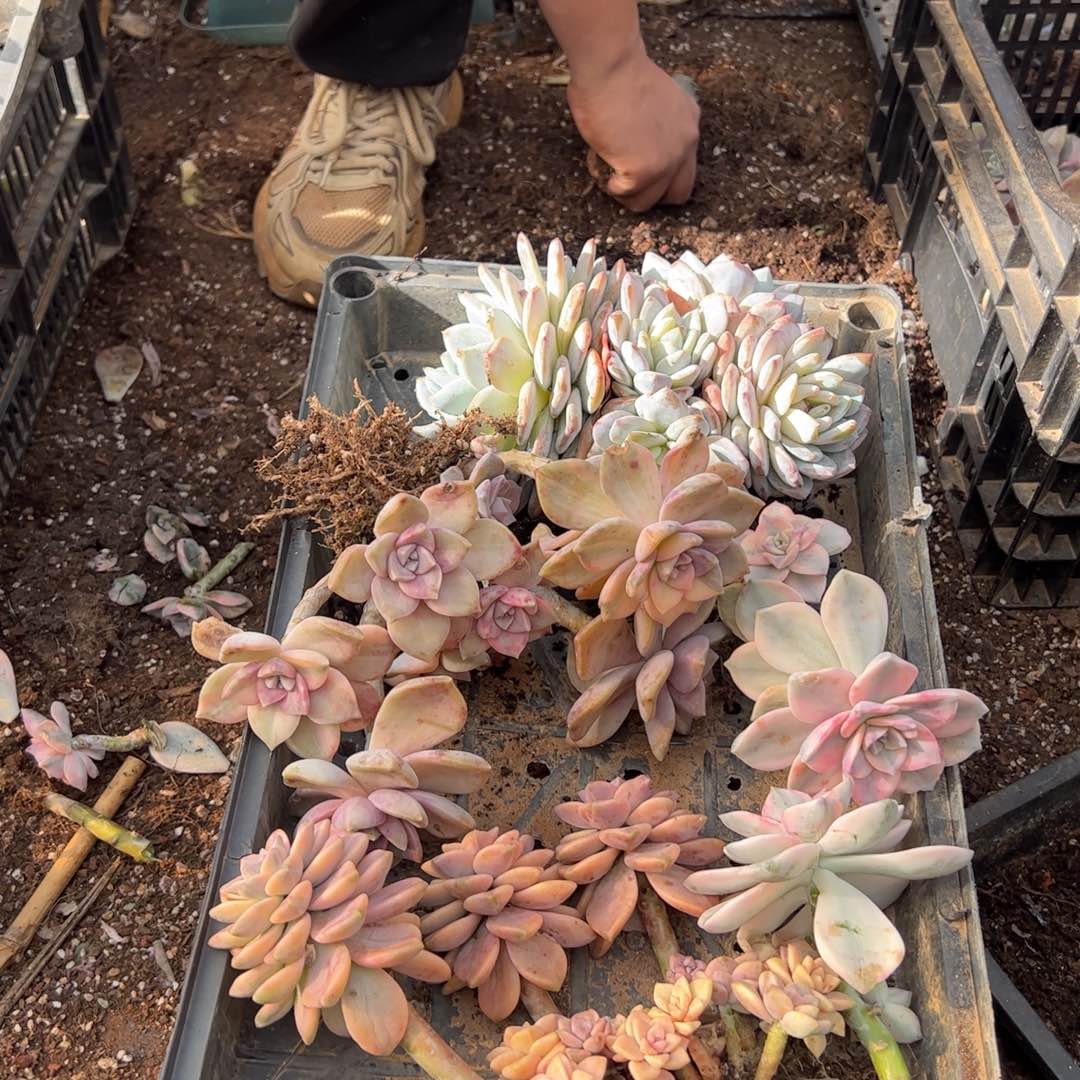 567多肉植物纤维维生素