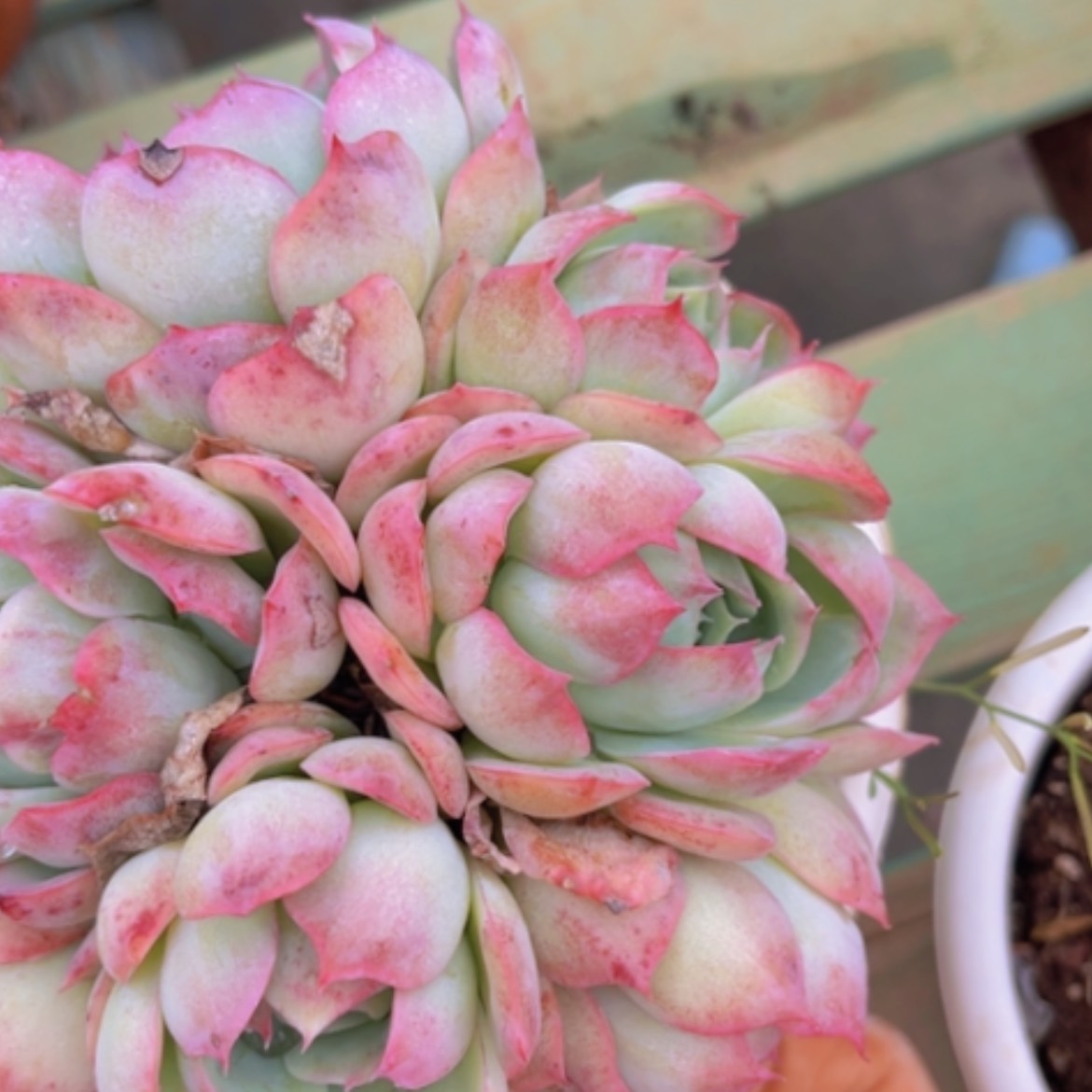 【闪购商品】侧影03126