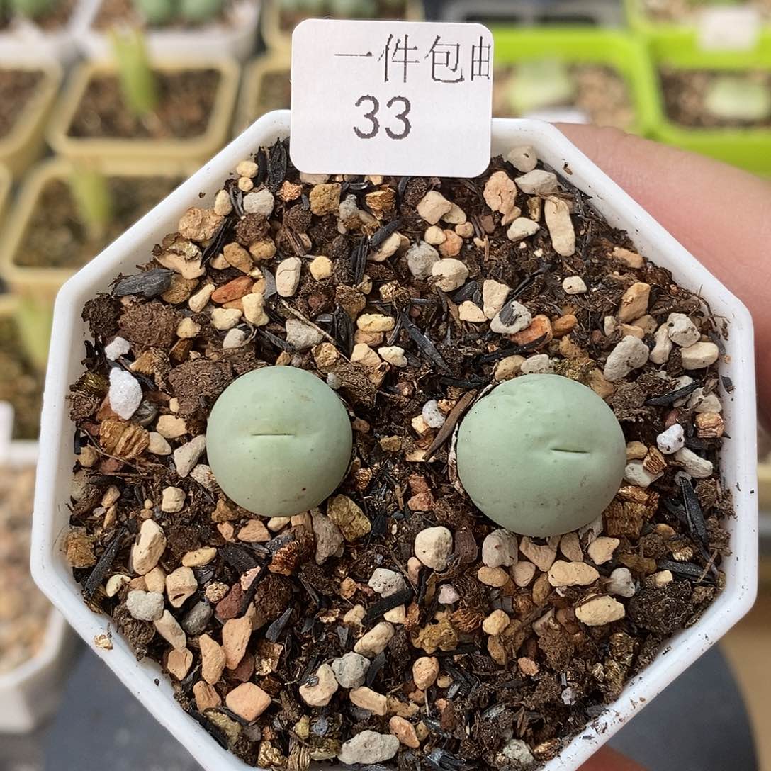 鸽子蛋1.6厘米多肉植物33号