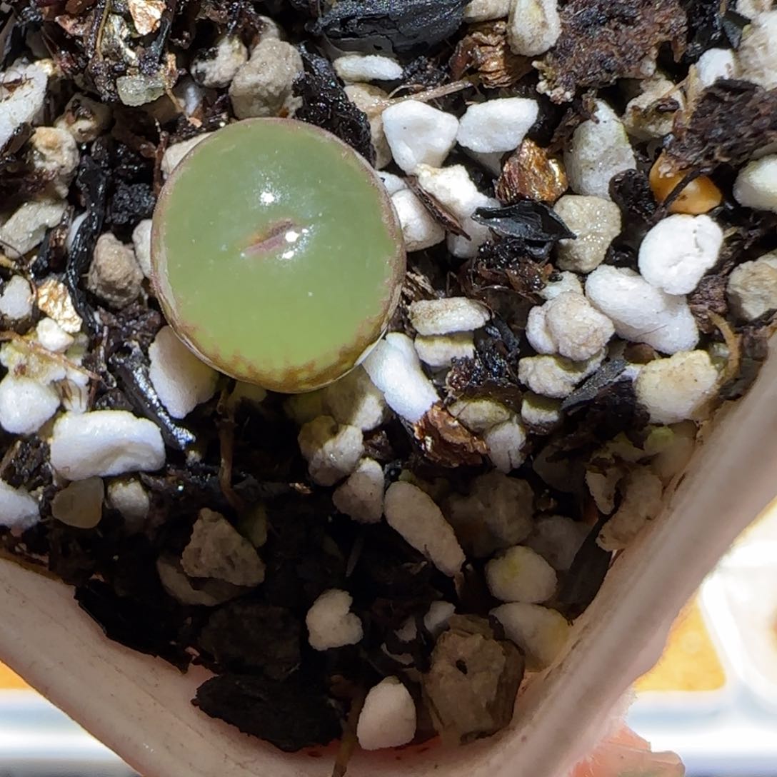 肉锥多肉植物百科-安格有疤1632