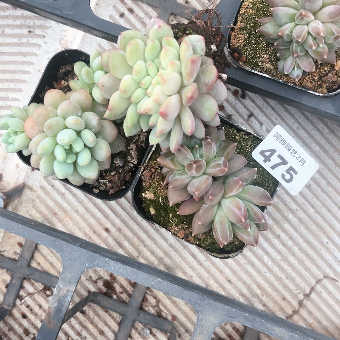 阿雅园艺。        475