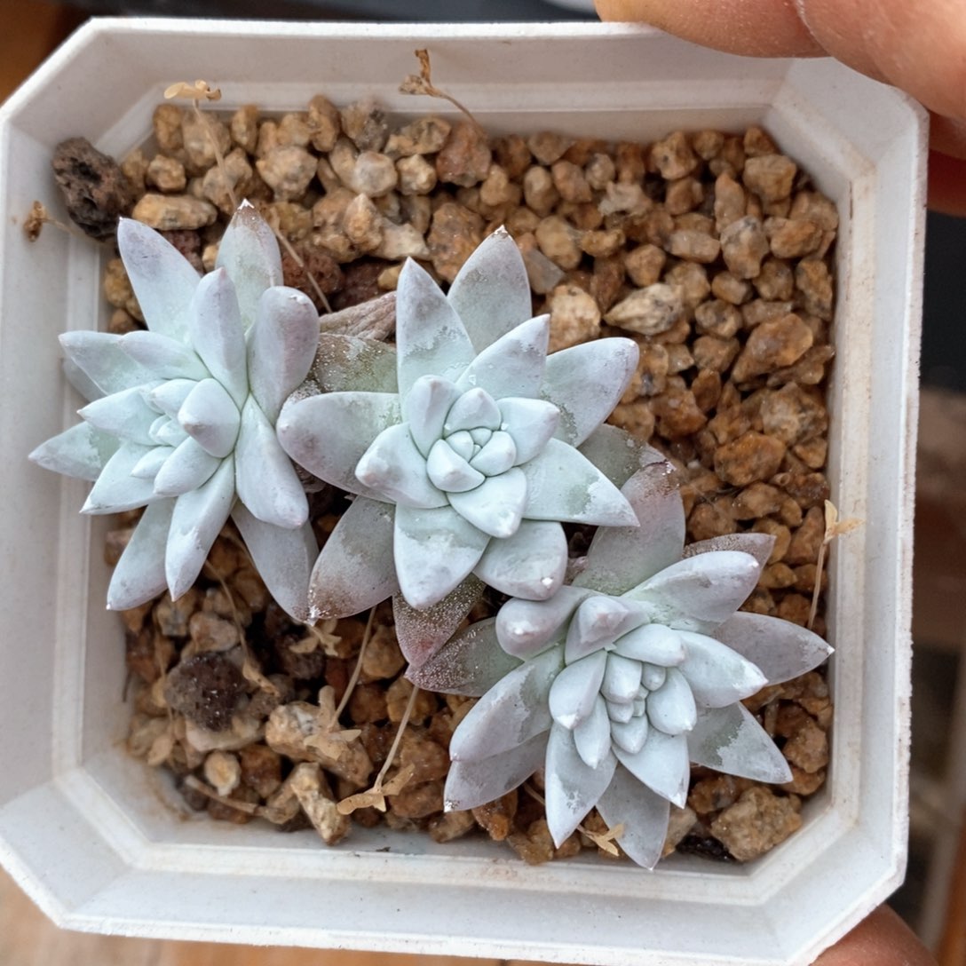 精品多肉一物一拍不包整703