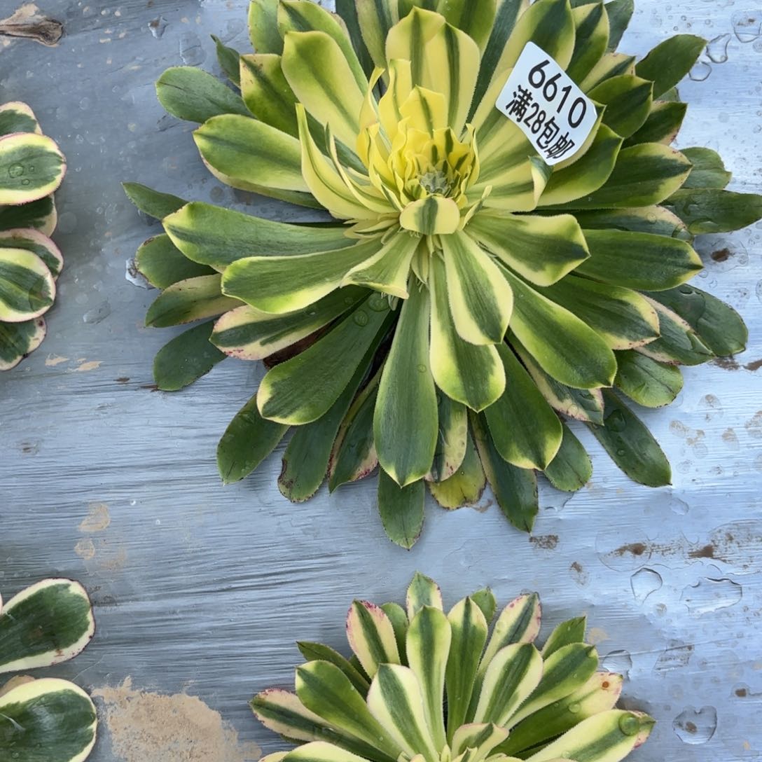 W.  6610锦如云多肉