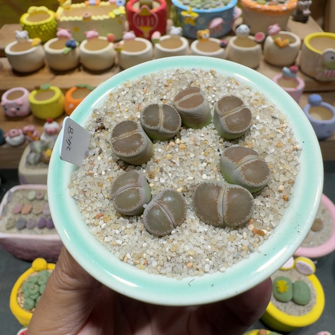 蘑菇1174和田多肉植物