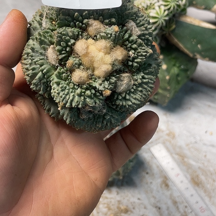 完全开放507哥怒一个