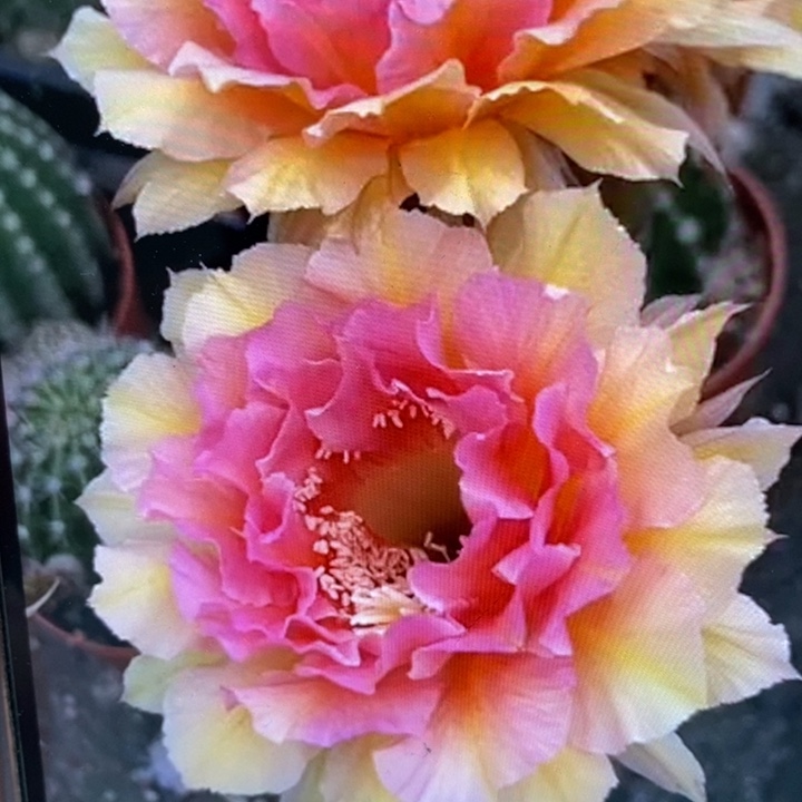 彩草42号带根6公分左右