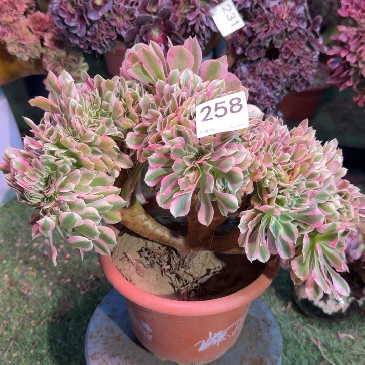 糖果女巫法师锦缀化258