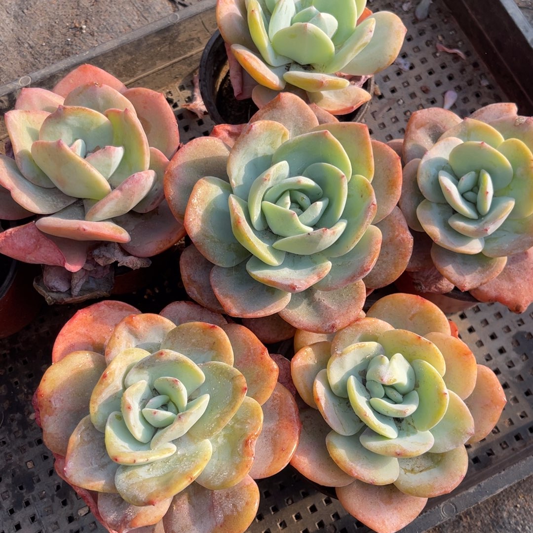 6颗40元11588889999999