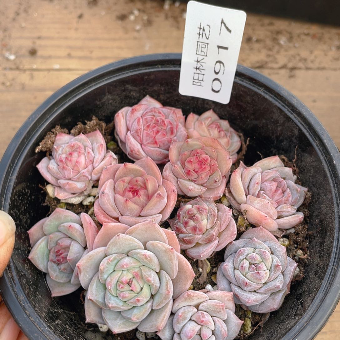 多肉植物多肉植物917