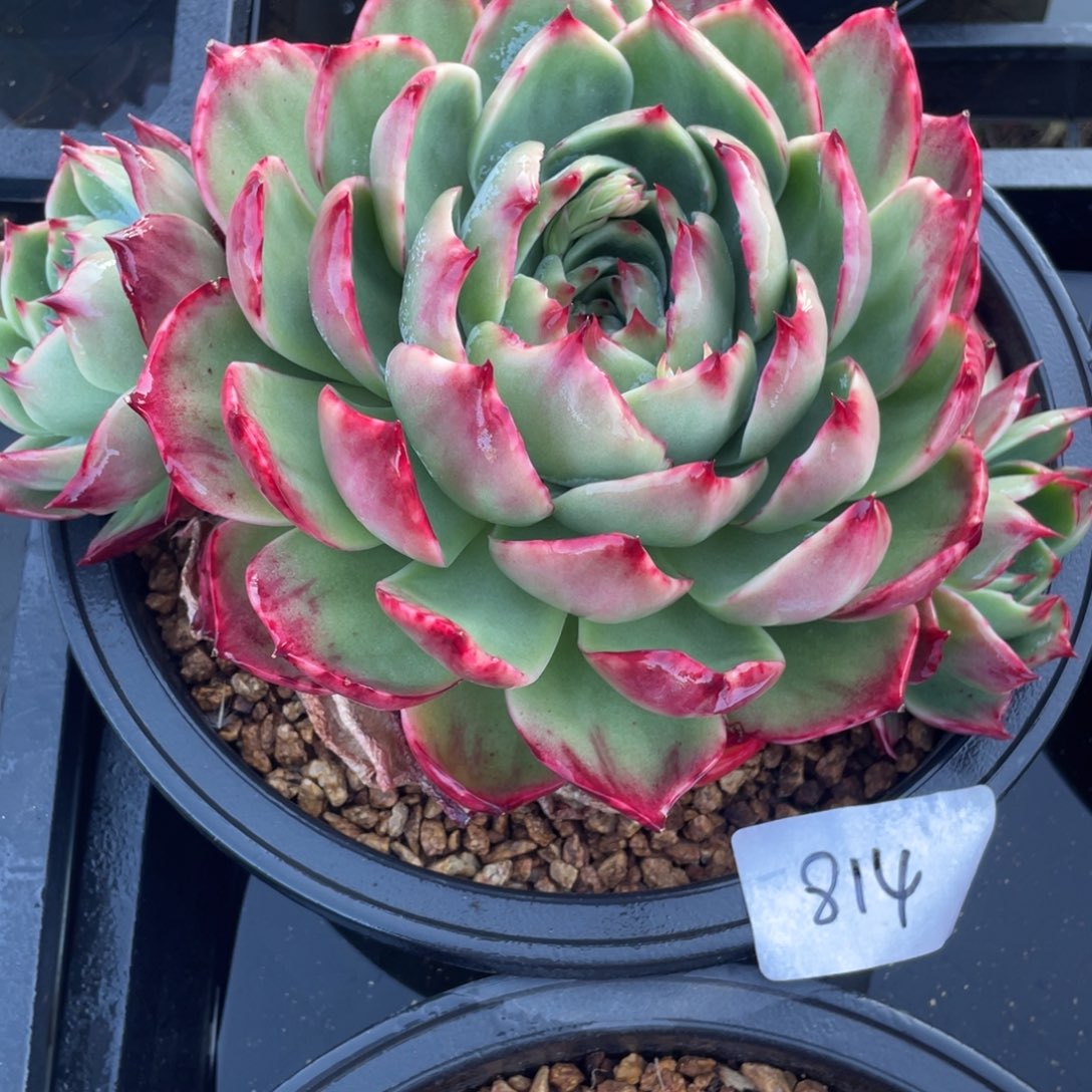 惊鸿仙子冠服23左右