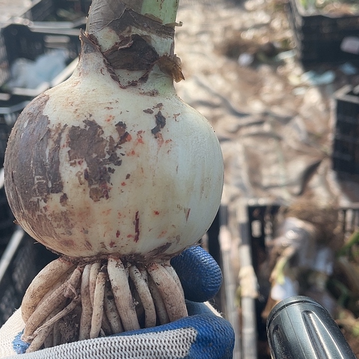 完全开放皮球7.2公分开花球