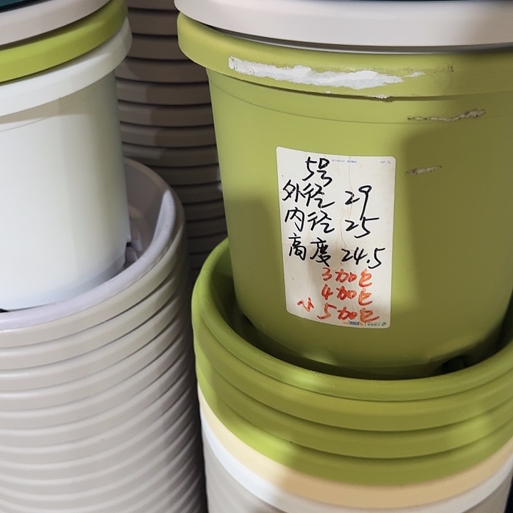 四季5号果绿无托10个特价微瑕