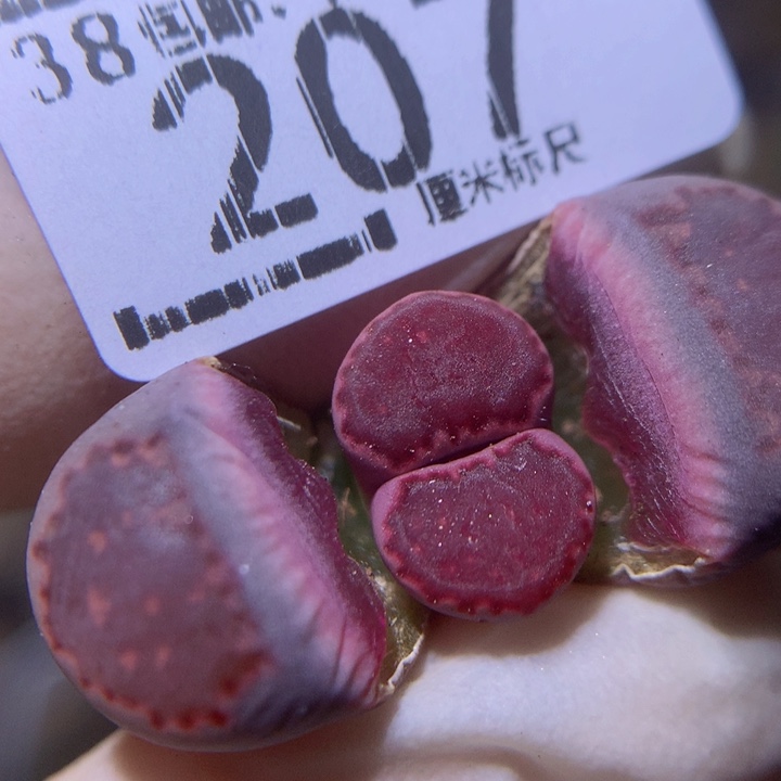 zz精品生石花207