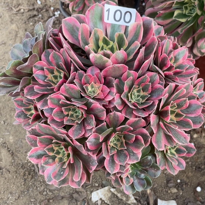 无花朵100多肉植物