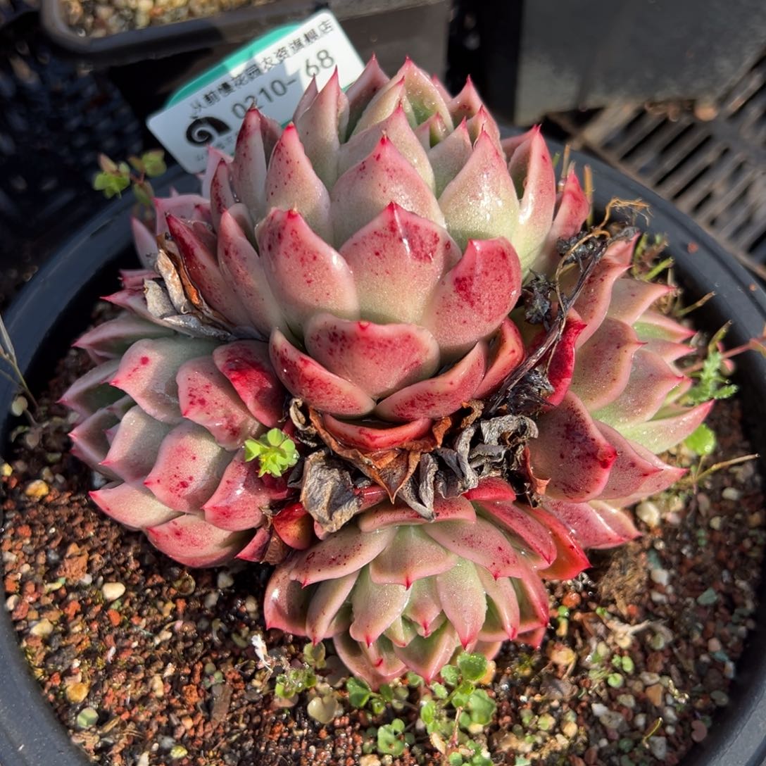 从前慢多肉精选编号0210.68