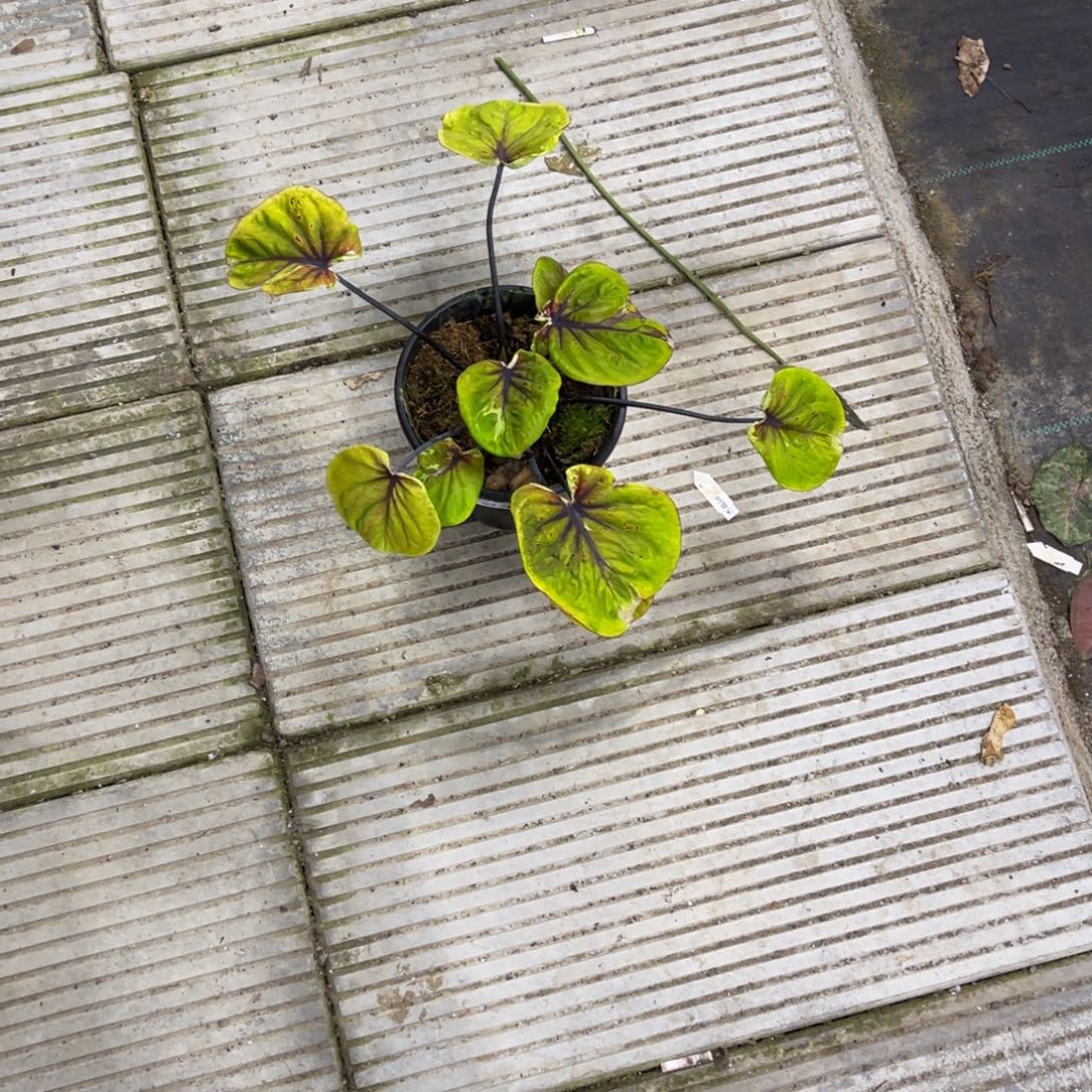 一***鱼无花朵        215变异魔不包售后