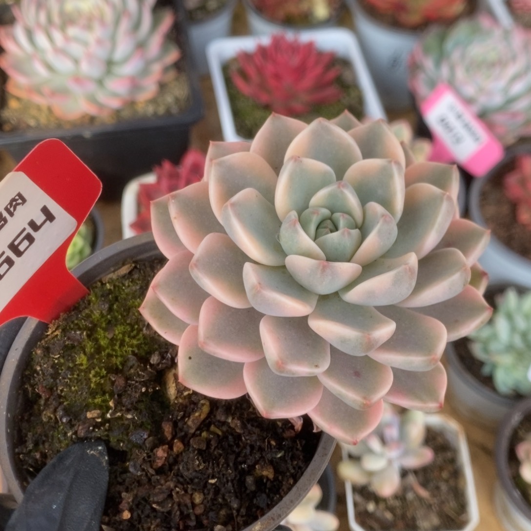 664红粉佳人锦锦锦锦