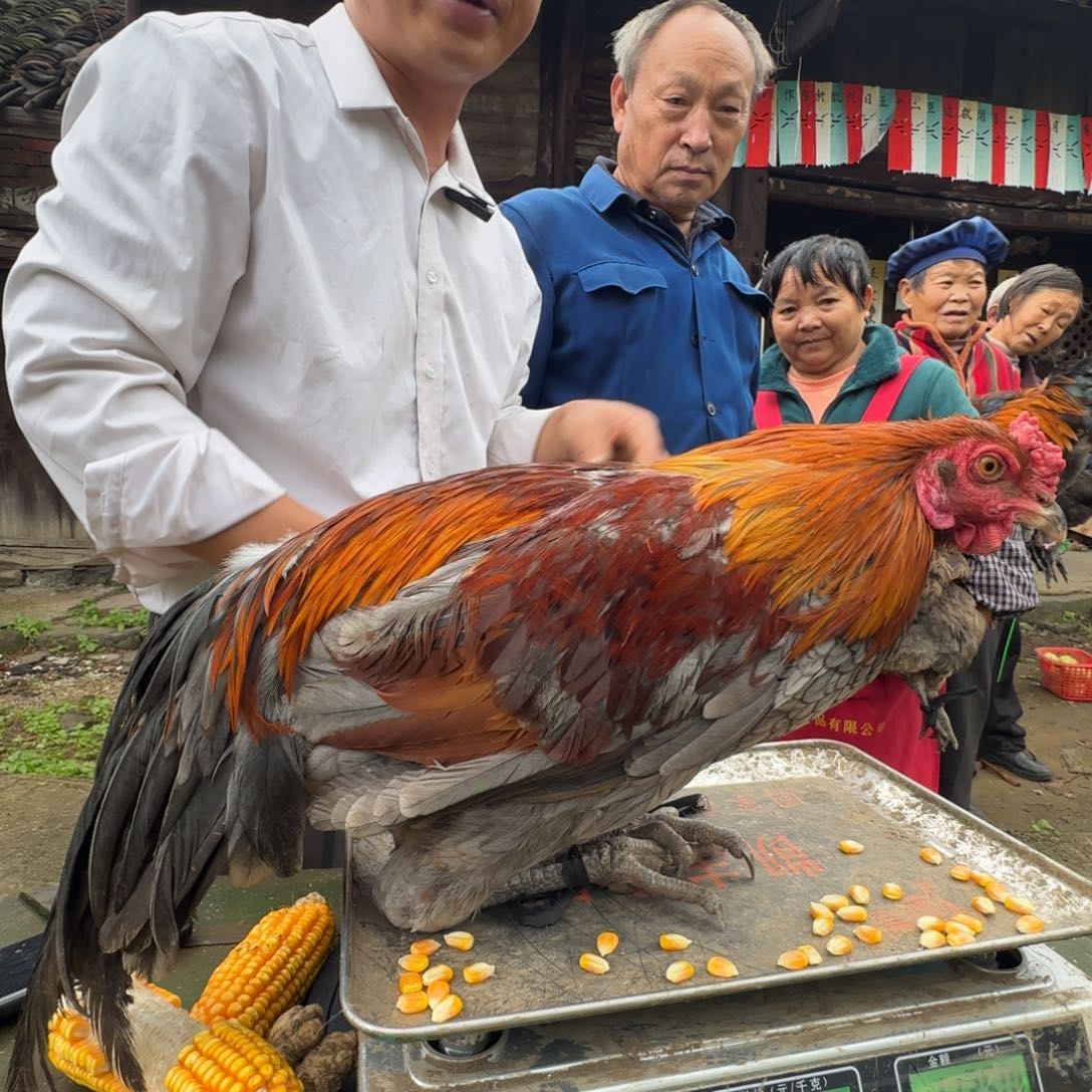 包装中国大陆2656樱桃鸡