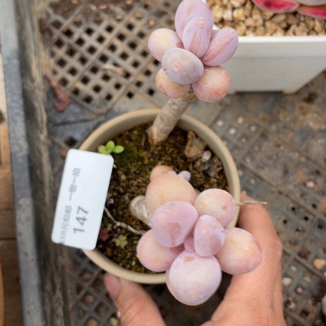 147奶酪双头多肉植物老桩