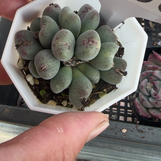 290口笛一物一拍多肉